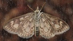 Image result for Nicolasia coronata
