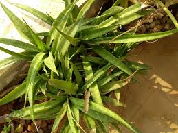 Image result for Sansevieria dooneri