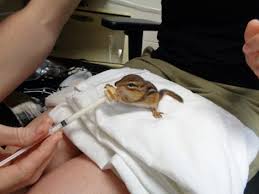 The ohio state university extension calls the eastern chipmunk one of the most common wildlife nuisances. Spring Brings Challenges To Keep Healthy Animal Babies In The Wild Ohio Wildlife Center