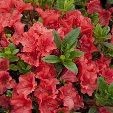 Azalea Ev Encore Autumn Sunset Azaleas Garden Yard Ideas Azalea Shrub