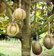 Inilah media cara menanam durian dengan baik : 12 Cara Menanam Durian Montong Agar Cepat Berbuah
