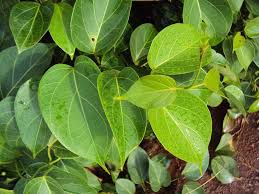 Image result for Marsdenia dregea