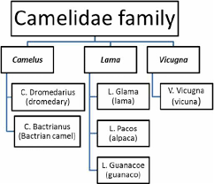 Their residence is in as astonishingly tough creatures, the wild bactrian camels are known to be untamable animals. Classification Of The Camelidae Family Download Scientific Diagram