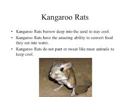 Kangaroo rats have large heads and eyes, short forelimbs, and very long hind legs and feet. Desert Biome In Africa Asia By T J Lohden Eric Harper Jade Burgess And Tyler Williams Ppt Download