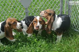 We are between houston and victoria, texas. Basset Hound Puppies Iowa L2sanpiero