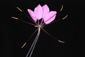 Image result for Cleome stricta