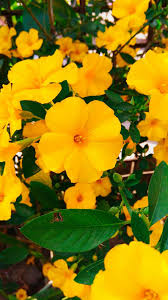 Image result for Reinwardtia indica