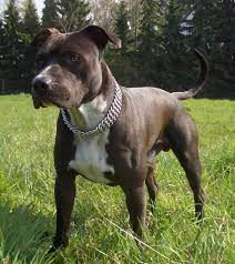 I am a family man that loves dogs. Amstaffs Verboten In Nrw Hund Pitbull Listenhunde