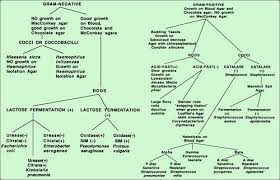 Flow Chart Gram Positive Bacilli Identification Detail