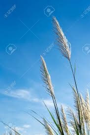 Image result for Phragmites karka