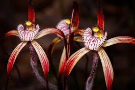 Image result for Gnidia chapmanii