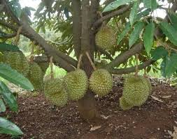 Adapun jarak tanam durian musang king yang efektif adalah minimal 8 x 8 m atau 10 x 10 m. Semakin Mendapat Permintaan Jurutera Bersara Ini Kongsi Cara Tanam Musang King Sebagai Pelaburan Lepas Bersara Buzzkini