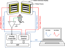 Why don't you let us know. Adaptation Of Retinal Ganglion Cell Function During Flickering Light In The Mouse Scientific Reports