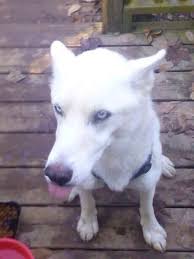 Male Blue Eyes Black And White Husky Founddog Ashlandcity Tn Siberianhusky Neutered Male White Blue Eyes Ashley Williamson Lost Found Husky Dogs Https M Face Losing A Dog Animals Husky Dogs