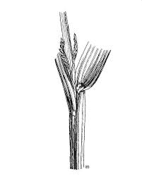 Image result for Leptochloa uniflora