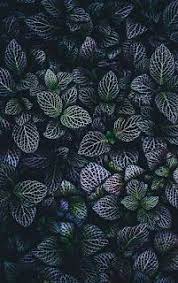 pin on android wallpaper