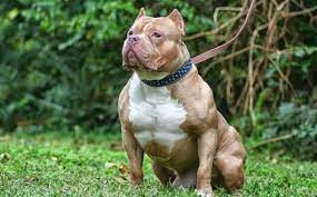 Presently, billy cho occupies the position of chief financial officer of zai lab ltd. American Bully Dog9x