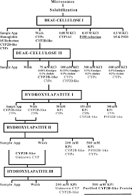 Figure 1 From Purification Of Cyp2b Like Protein From Feral