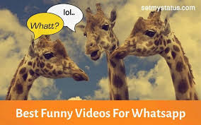 Keep visiting website for these types of whatsapp status videos to download. 2021 Funny Whatsapp Status Videos Best Comedy Video Status Download