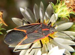 Salt lake city, ut date: Pest Control The Annoying Box Elder Bug Western Garden Centers