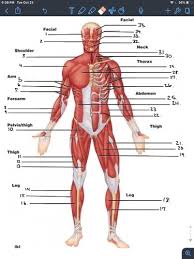 It is long and thin, running across the thigh in a inferomedial direction. Anterior Full Body Muscular System Diagram Flashcards Quizlet