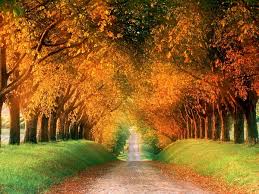 Real beauty is not what the eyes can behold. Hintergrundbild Herbst Natur Grune Top Kostenlose Hintergrundbilder