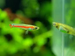 They May Be Found In Any Store That Sells Fish And Come In A Selection Of Shapes And Colors In Terms Of The Categories There A In 2020 Guppy Guppy Fish