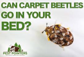 The carpet cannot simply be thrown in a dryer on a hot cycle, nor can it easily be thrown out. Is That A Carpet Beetle In My Bed Well It Depends Pest Pointers Tips For At Home Pest Control