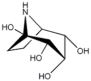 Image result for Bonamia spectabilis