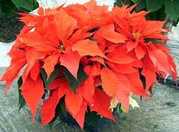 Pin On Poinsettia Varieties