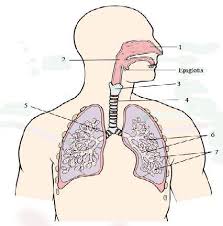 Struktur pada laring yang berfungsi untuk mencegah masuknya partikel makanan atau minuman ke dalam laring dan trakea jawaban: Kisi Kisi Soal Pretest Dan Post Test Ranah Kognitif Deskripsi Soal Jawaban Pdf Free Download