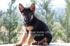 Satilik Alman Kurdu Alman Coban Kopegi Yavrusu Alman Coban Kopegi Coban Kopegi Almanca