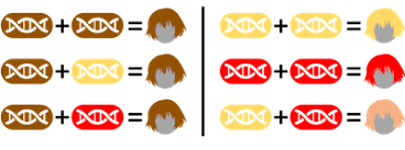 Hair color is not so simple as that. Understanding Genetics
