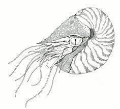 Chambered Nautilus 1 In 2021 Drawings Drawing Illustrations Line Drawing