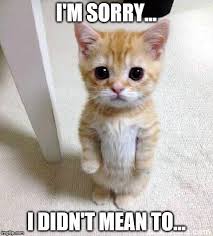 Cute Cat Meme I M Sorry I Didn T Mean To Image Tagged In Memes Cute Ca Immagini Di Gatti Divertenti Immagini Divertenti Di Animali Gattini Divertenti