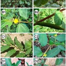 Image result for Indigastrum costatum