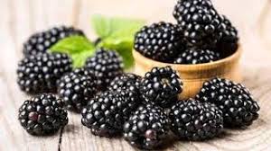 You start getting this fruit in the summer season. Free Blackberry Fruit Benefits In Hindi Watch Online Khatrimaza