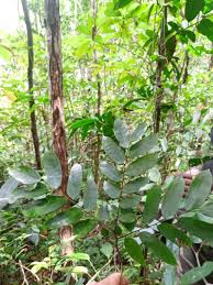 Image result for Crudia