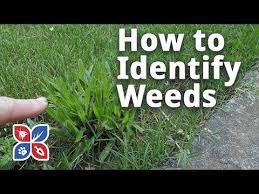 Check spelling or type a new query. Do My Own Lawn Care Episode 23 How To Identify Weeds In The Yard Video Domyown Com