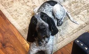 Calcium strengthens bones and helps prevent hip dysplasia. Bluetick Coonhound Breed Information Guide Facts And Pictures Bark