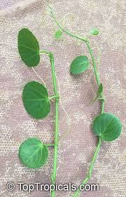 Image result for Cissus rotundifolia