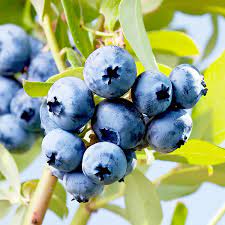 O'neal blueberry (25) starting at $22.99 sunshine blue blueberry (27) $17.99. O Neal Hartmann S Plant Company Wholesale Store