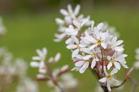 Image result for Amelanchier laevis