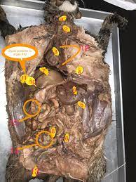 4,932 sales 4,932 sales | 5 out of 5 stars. Cat Dissection Organs Ap2 Lab Diagram Quizlet