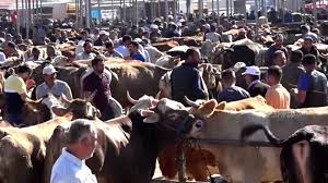 Afyon hayvan pazarı | büyükbaş hayvan pazarı eylül 2020 mutlu hayvanlarınız için manav yem'i seçin. Sarkisla Hayvan Pazarinda Hareketlilik Basladi Dailymotion Video