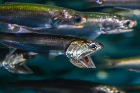 Plastic In The Ocean Smells Like Junk Food To Hungry Anchovies Junk Food Ocean Animals Anchovies