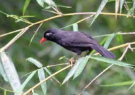 Ciri Khas Burung Poksay Hitam Dengan Suara Yang Unik Burung Burung Cantik Hitam