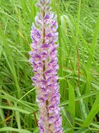 Image result for Uraria picta