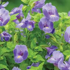 Image result for Torenia thouarsii