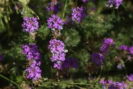 Image result for Verbena aristigera